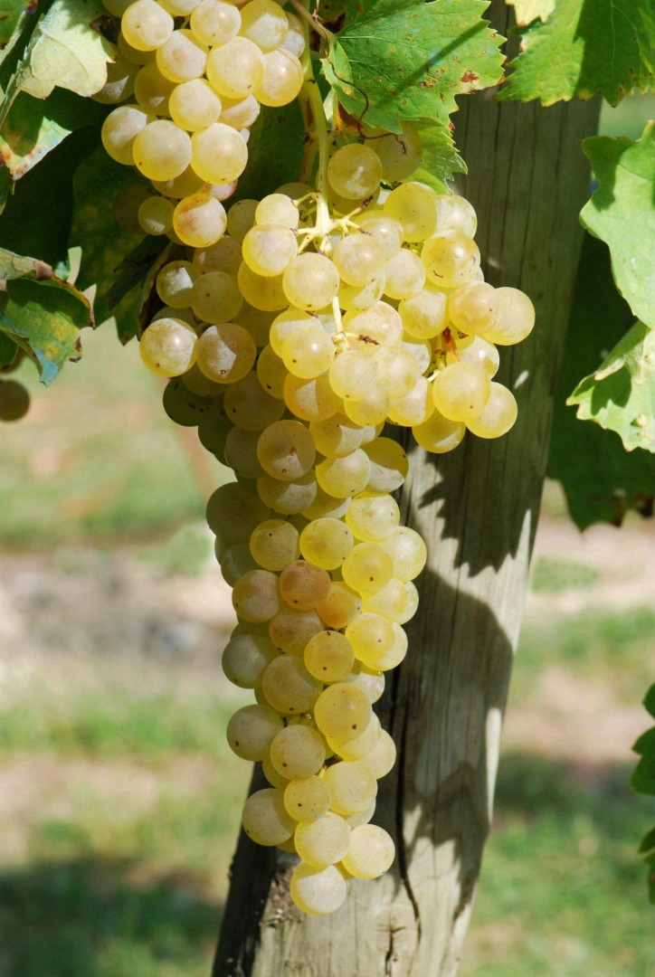 Sprzedaję certyfikowane białe winogrona Frascati DOC Malvasia i Trebbiano, uprawiane w rzędach, bez pestycydów i herbicydów