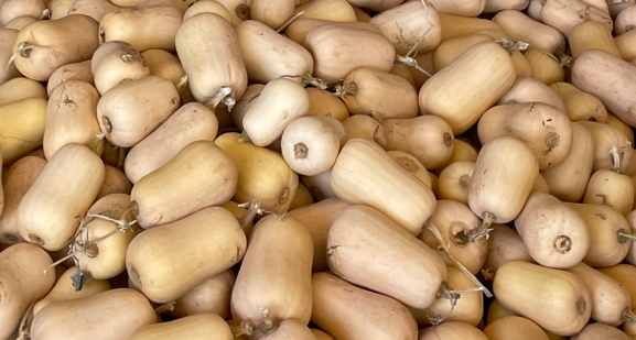 cukinia piżmowa