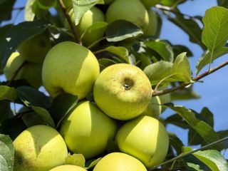 Jabłka klasy 1, odmiany Red Delicious i Golden Delicious,