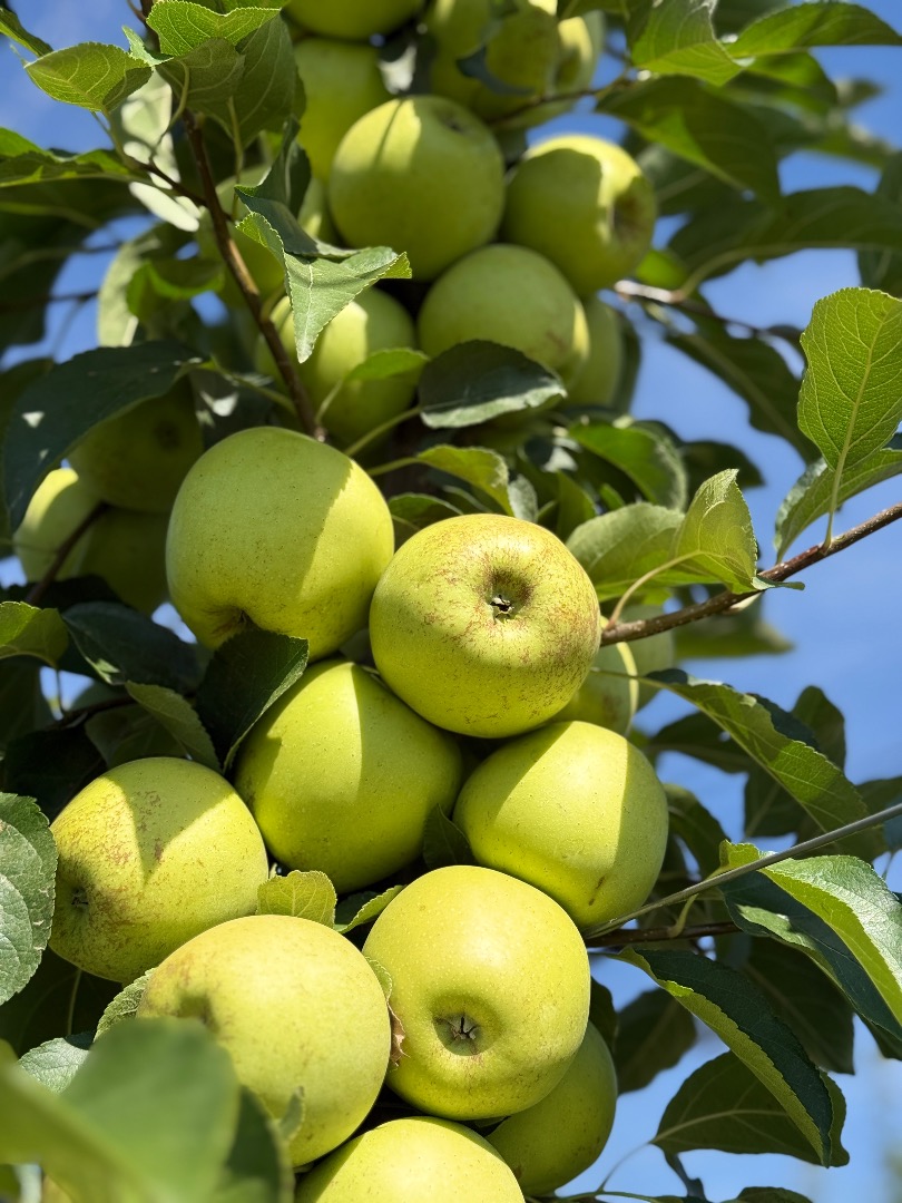 Jabłka klasy 1, odmiany Red Delicious i Golden Delicious, duże rozmiary, duże ilości