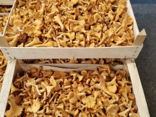 Grzyby leśne, kurki i borowiki. Sprzedaż świeżych i mrożonych