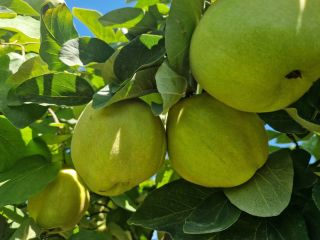 FIA GOGOT FRUIT WPROWADZA NA RYNEK NOWY OWOC WYBORU