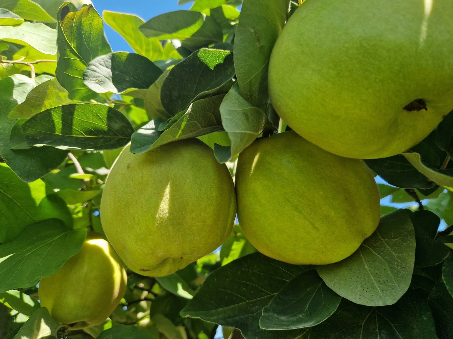 FIA GOGOT FRUIT WPROWADZA NA RYNEK NOWY OWOC WYBORU I JAKOŚCI, PIGWĘ, W CENIE PRODUCENTA I O NAJWYŻSZEJ JAKOŚCI ZGODNEJ Z EUROPEJSKIMI NORMAMI