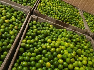 Produkt: Wapno, kategoria II Rozmiary: 36, 42, 48, 54,