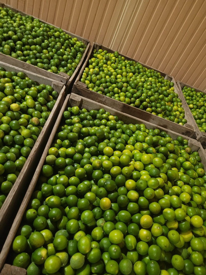 Produkt: Wapno, kategoria II Rozmiary: 36, 42, 48, 54, 60 i 63 Dostępna ilość: 20 ton Cena: do uzgodnienia