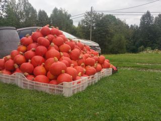 Posiadam na sprzedaż świeżo zebrana dynię hokkaido z własnej