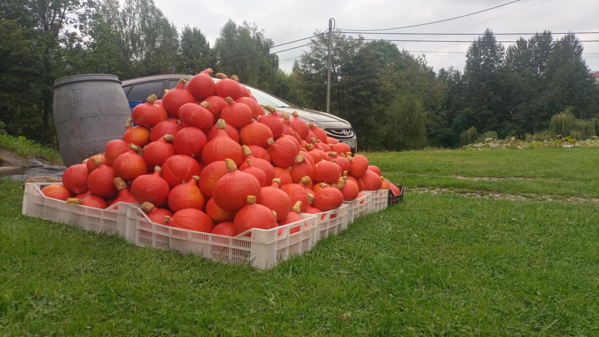Posiadam na sprzedaż świeżo zebrana dynię hokkaido z własnej uprawy