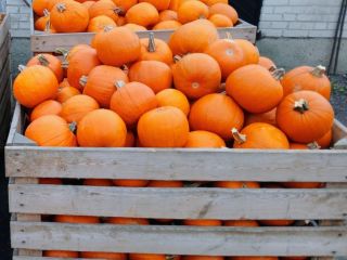 Witam. Sprzedam dynie typ Hallowen. kaliber 1-3kg, 3-12kg. Ilości
