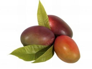 Organiczne mango uprawiane na tropikalnym wybrzeżu Granady w sposób