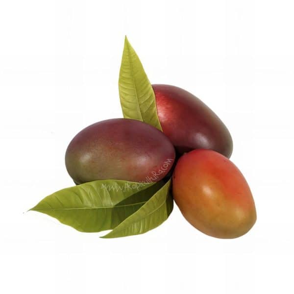 Organiczne mango uprawiane na tropikalnym wybrzeżu Granady w sposób zrównoważony, z poszanowaniem środowiska i zdrowia roślin