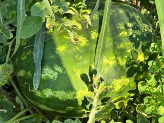 Świeże melony, lokalny producent, sprzedawane bezpośrednio z pola, pole
