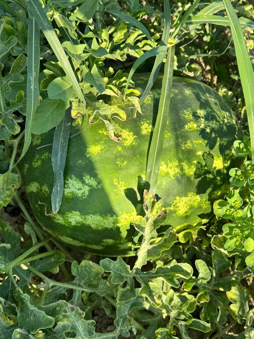 Świeże melony, lokalny producent, sprzedawane bezpośrednio z pola, pole nieotwarte, tel