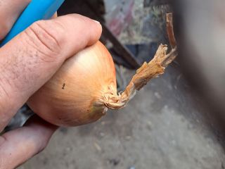 Sprzedam cebulę nadającą się na worek z cienką szyjką,