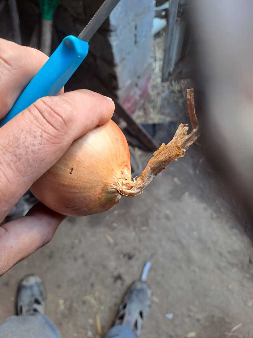 Sprzedam cebulę nadającą się na worek z cienką szyjką, jasną łuską i bardzo dobrą zdrowotnością Ilości Tirowe