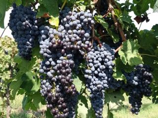 Winogrona. Merlot, Malvasia, Trebbiano Toscano. okolice Cerveteri.