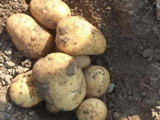 Sprzedam ziemniaki Queen Anna. Pakowane po 15 kg bądź