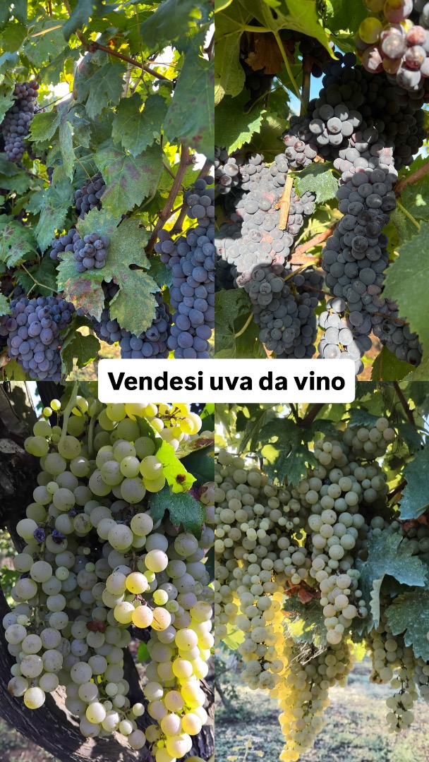 Sprzedaję winogrona