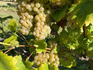 Sprzedaż winogron premium – region winiarski Kutjevo. Świeżo zebrane
