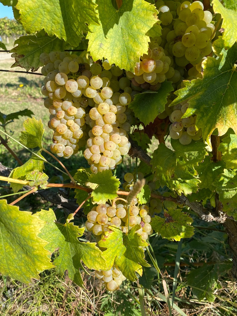 Sprzedaż winogron premium – region winiarski Kutjevo