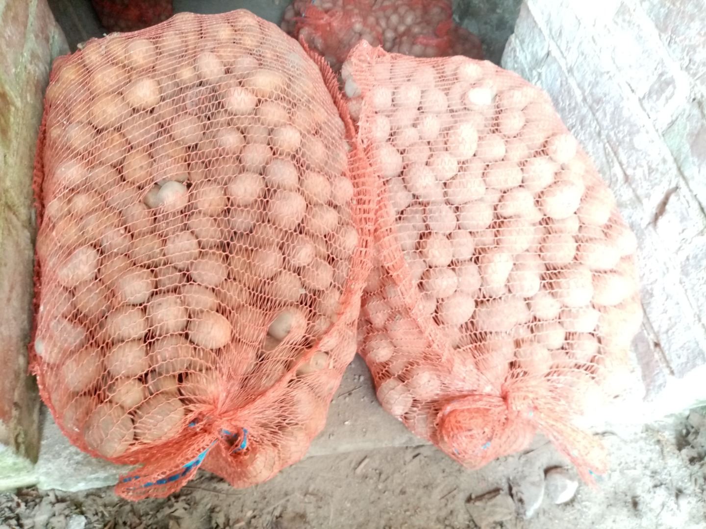 Posiadam na sprzedaż ziemniaki pakowane w worki po 25 kg odmiana to Gala proszę o kontakt telefoniczny Więcej informacji udzielam telefonicznie zapraszam do