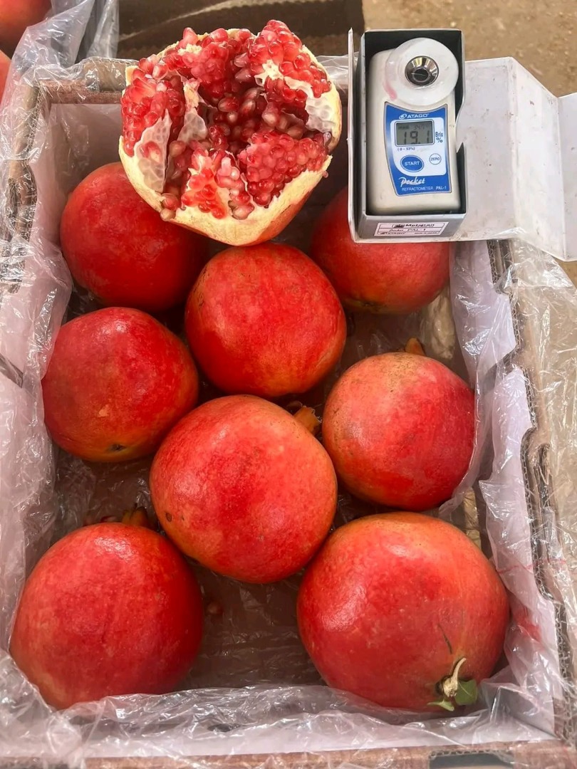 Szczegóły produktu: Pochodzenie: Egipt Odmiana: Świeży, wspaniały granat Kaliber: Dostępny w wielu rozmiarach (w tym kaliber 2 – średni rozmiar) 8.9.10.11.12