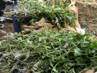 Certyfikowana organiczna mięta pieprzowa