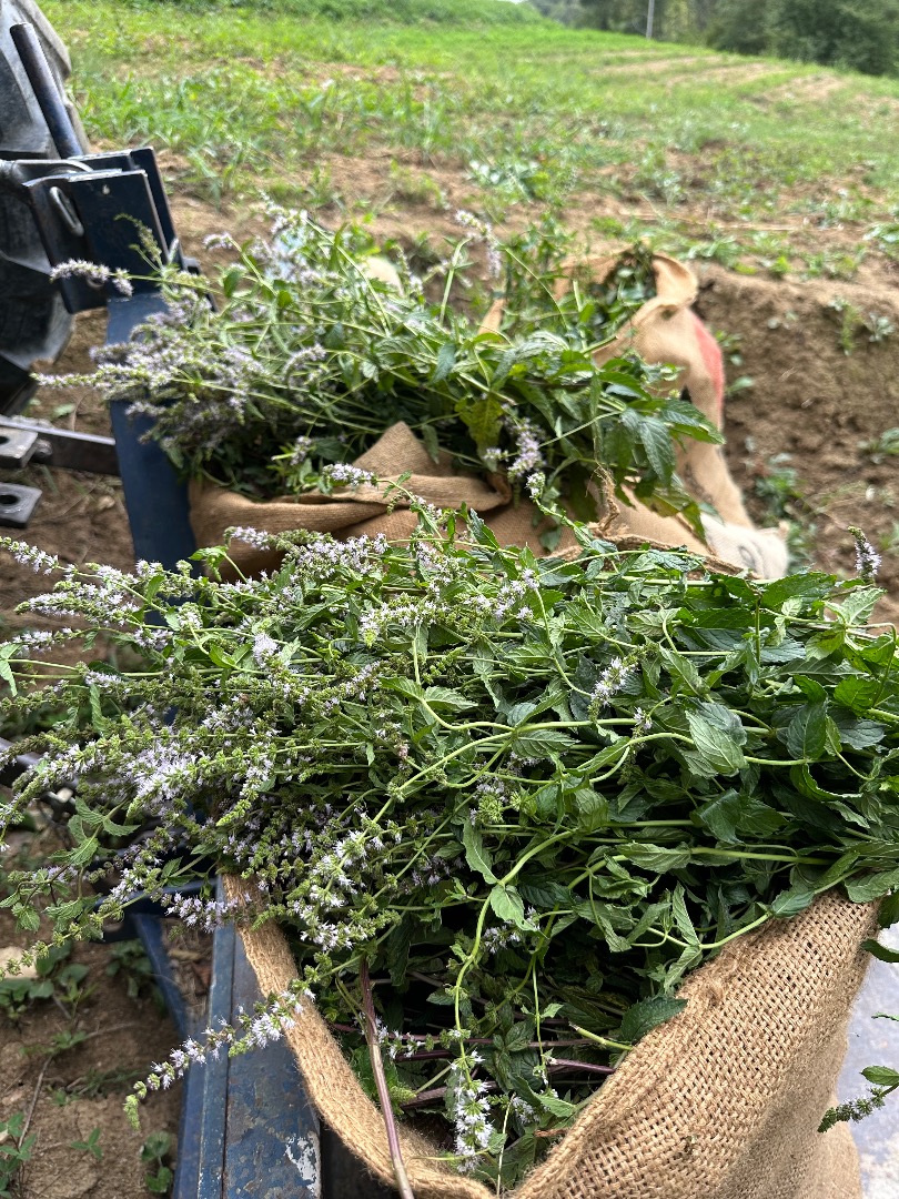 Certyfikowana organiczna mięta pieprzowa