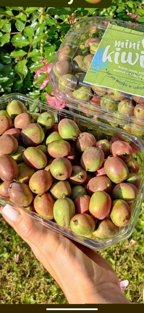Na sprzedaż owoce mini kiwi odmiana Weiki