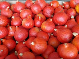 Sprzedam ok. 100 ton dyni hokkaido. Dynia piękna, bardzo