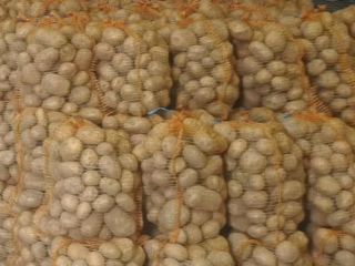 Witam Sprzedam ziemniaki odmiany Colomba, duże (powyżej 5,5). Ziemniaki
