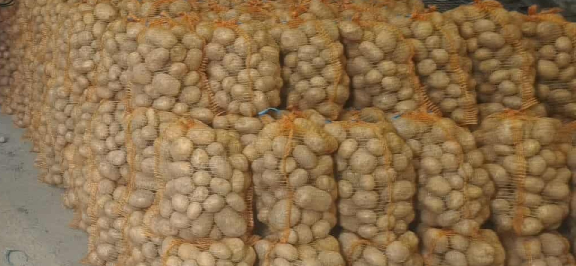 Witam Sprzedam ziemniaki odmiany Colomba, duże (powyżej 5,5)