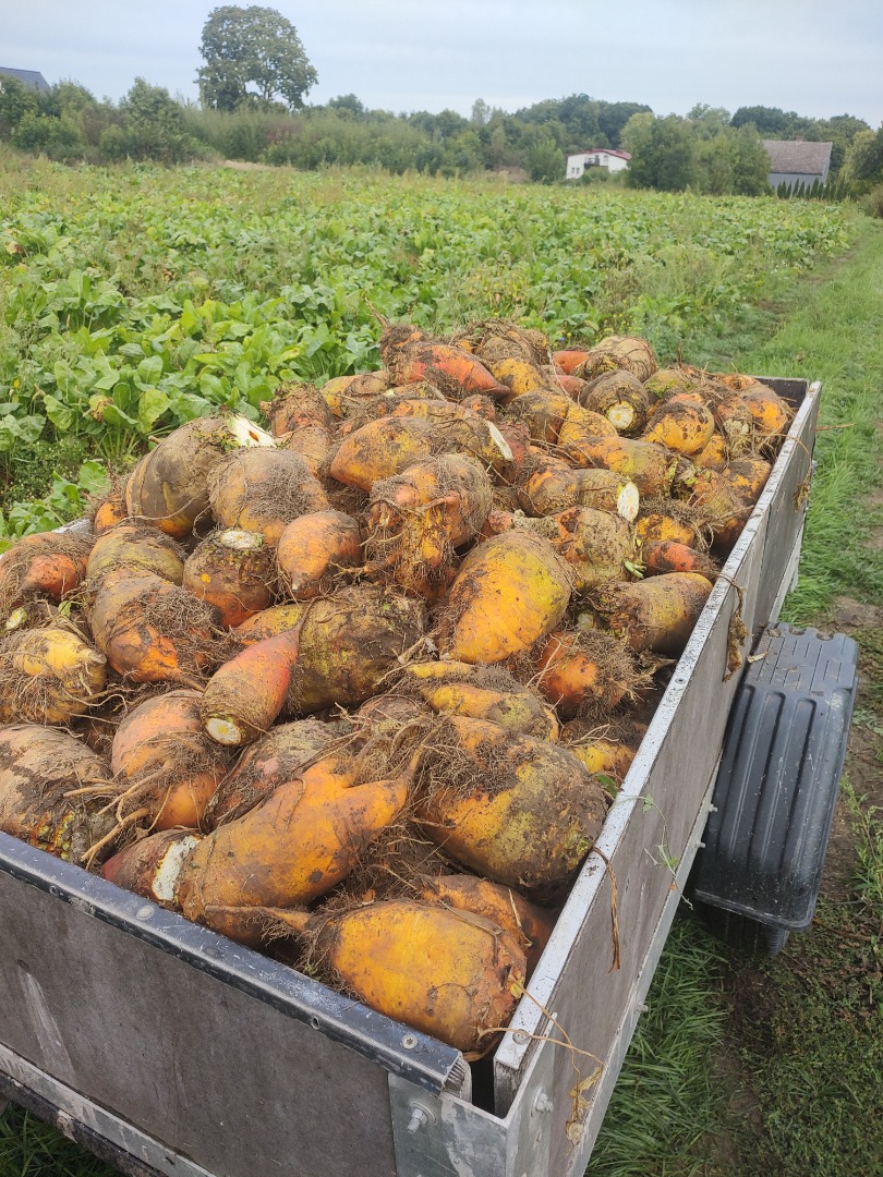 Sprzedam buraki pastewne odmiana solidar bis