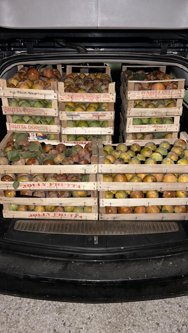 produkcja miękkich, organicznych, słodkich kaki