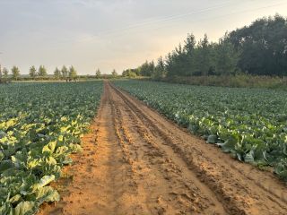 Oferuję na sprzedaż dużą ilość kapusty. Odmiana: Green lunar