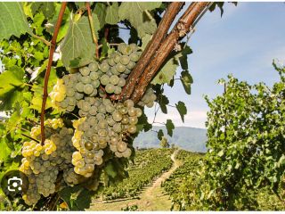 Sprzedam winogrona Fiano di Avellino.