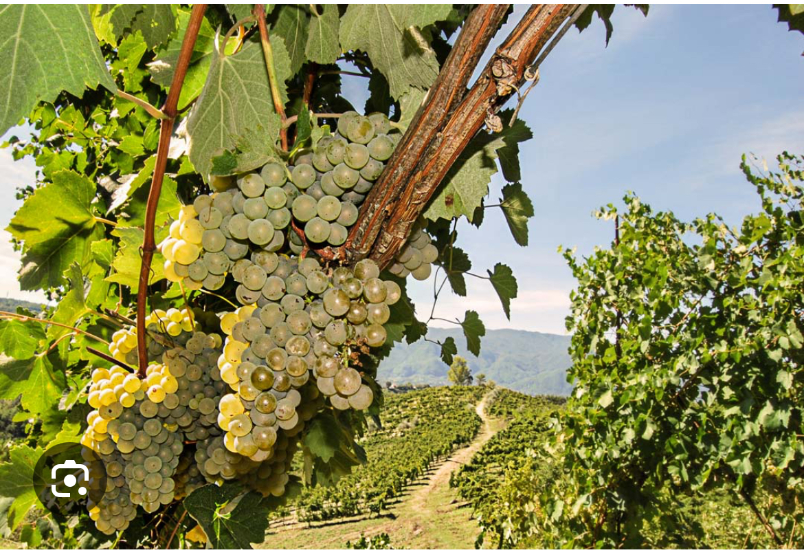 Sprzedam winogrona Fiano di Avellino