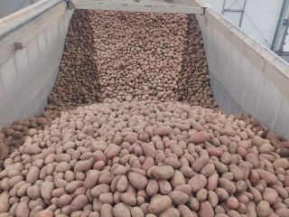 Nagykereskedelmi értékesítésben vörös és sárga burgonyát kínálunk. Big bagben,