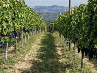 Sprzedaję winogrona Aglianico di Montemarano, pochodzące z rodzinnych winnic
