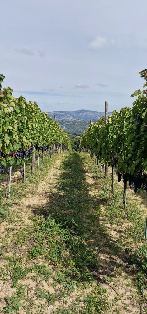 Sprzedaję winogrona Aglianico di Montemarano, pochodzące z rodzinnych winnic szpalerowych na wzgórzach Irpinia
