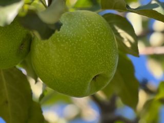 Sprzedam 50-60 ton jabłek odmiany Granny Smith, klasa I,