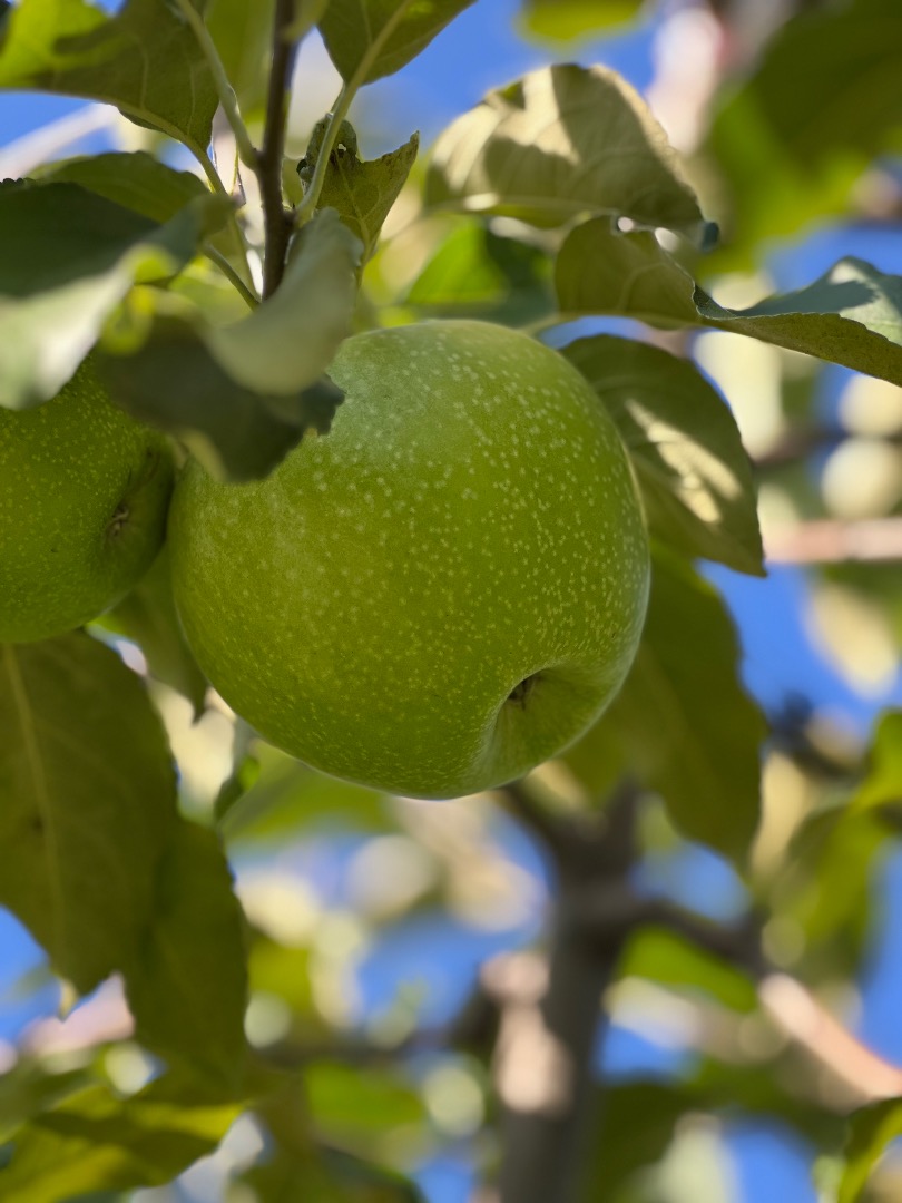 Sprzedam 50-60 ton jabłek odmiany Granny Smith, klasa I, kaliber 7+