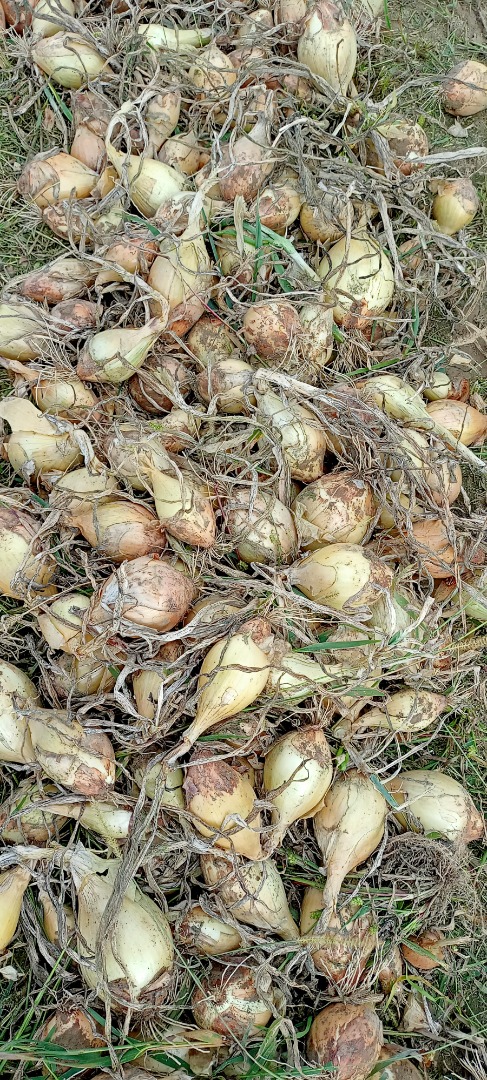 Na sprzedaż cebula cukrowa..pakowana w worki po 10 kg