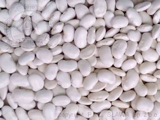 Sprzedam fasolę jaś karłowy zbiór 2025r. Opakowania 10kg ,