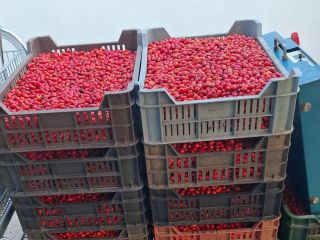 Sprzedam owoce dzikiej róży zbierane ręcznie, dostępna ilość 2