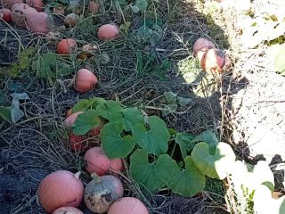 Sprzedam dynie w dużych ilościach. 0,70 PLN za 1kg.