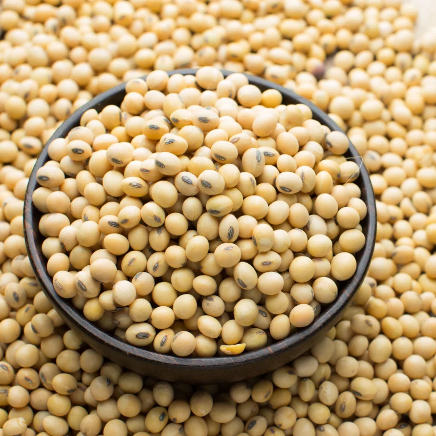 Soja bez GMO, nadająca się do spożycia przez ludzi