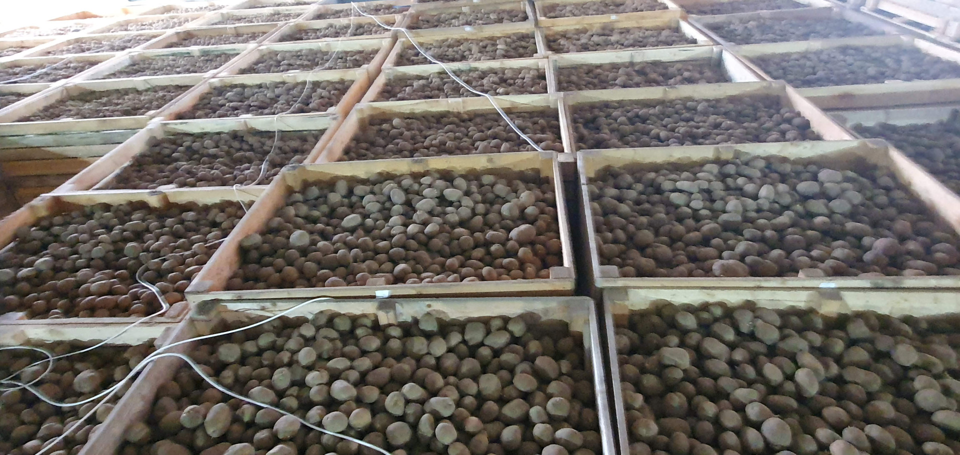 Sprzedam ziemniaki Vinieta, Kaliber 60+ Pakowane worek 10 kg - 15 kg
