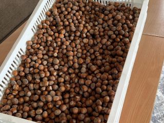 Sprzedam orzechy laskowe odmiany Tonda di Gifoni (zapylacz Tonda