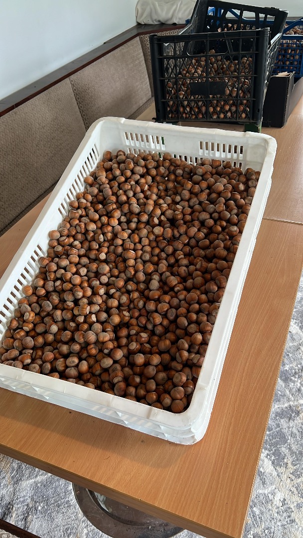 Sprzedam orzechy laskowe odmiany Tonda di Gifoni (zapylacz Tonda Gentile Romana) produkcja 2025