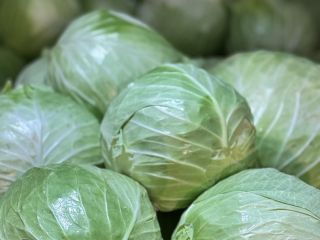 Kapusta Biała :Flexton , Ramco , Novoton , Ambrosia.